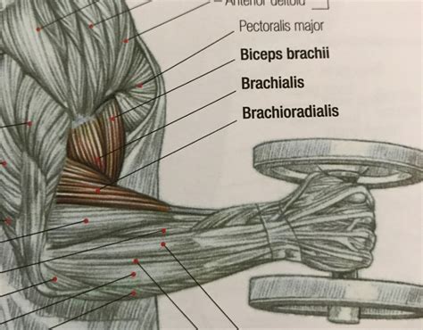 what muscles are used in arm wrestling|The Muscles Involved in Arm Wrestling: A。